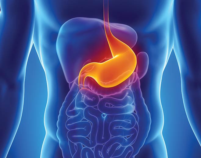 Stomach anatomy and digestive health illustration