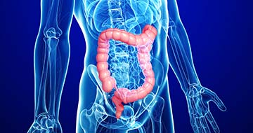 Illustration of human colon anatomy